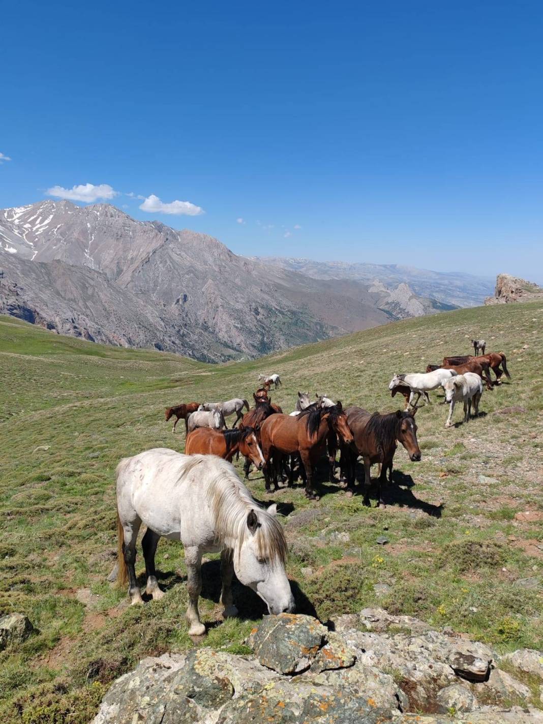 Konya’da doğanın özgür ruhu! Yılkı atları yakından görüntülendi 11
